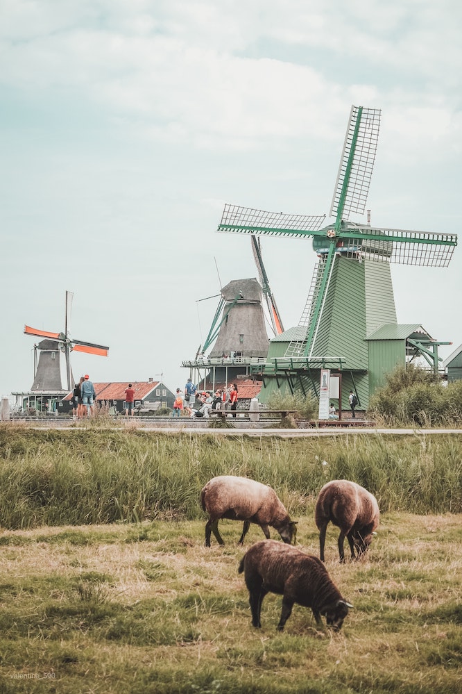 Traductores profesionales nativos neerlandeses